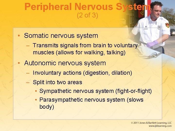Peripheral Nervous System (2 of 3) • Somatic nervous system – Transmits signals from