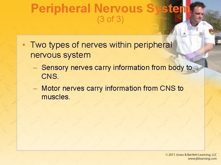 Peripheral Nervous System (3 of 3) • Two types of nerves within peripheral nervous