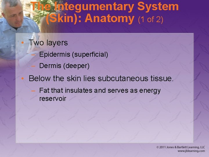 The Integumentary System (Skin): Anatomy (1 of 2) • Two layers – Epidermis (superficial)