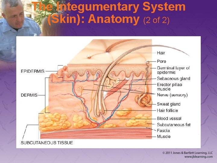 The Integumentary System (Skin): Anatomy (2 of 2) 