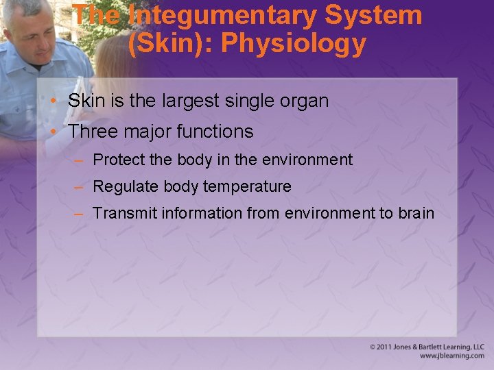 The Integumentary System (Skin): Physiology • Skin is the largest single organ • Three