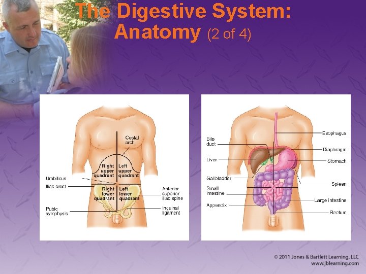 The Digestive System: Anatomy (2 of 4) 