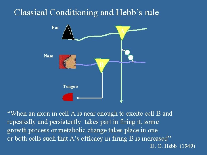 Classical Conditioning and Hebb’s rule Ear A Nose B Tongue “When an axon in Classical Conditioning and Hebb’s rule Ear A Nose B Tongue “When an axon in