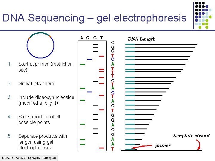 DNA Sequencing – gel electrophoresis 1. Start at primer (restriction site) 2. Grow DNA