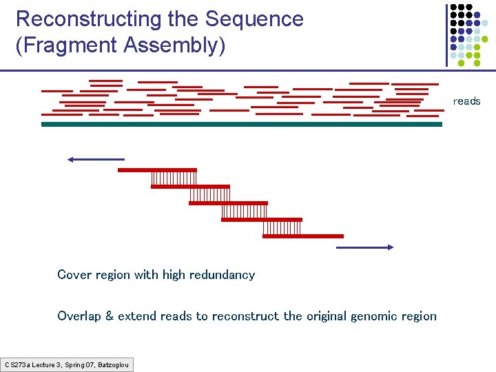 Reconstructing the Sequence (Fragment Assembly) reads Cover region with high redundancy Overlap & extend