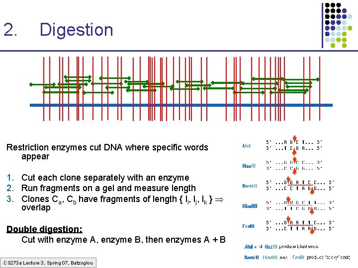2. Digestion Restriction enzymes cut DNA where specific words appear 1. Cut each clone