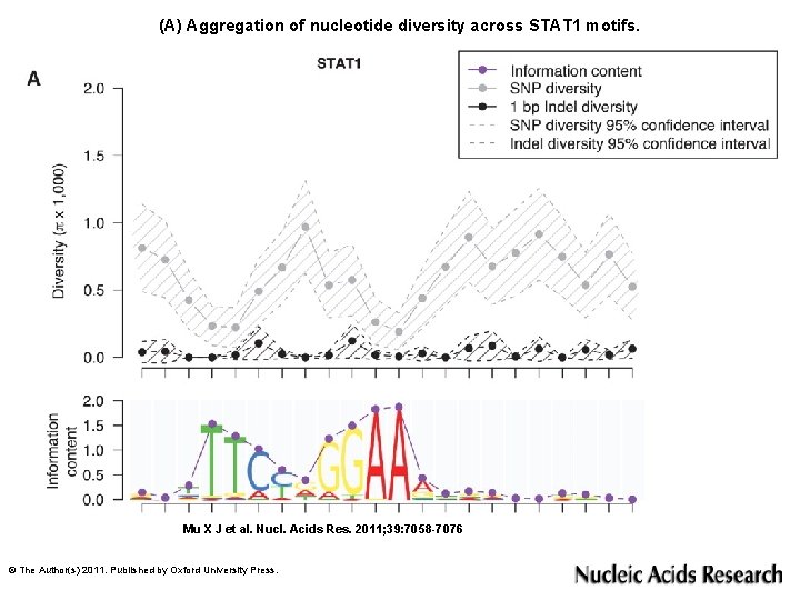 (A) Aggregation of nucleotide diversity across STAT 1 motifs. Mu X J et al.