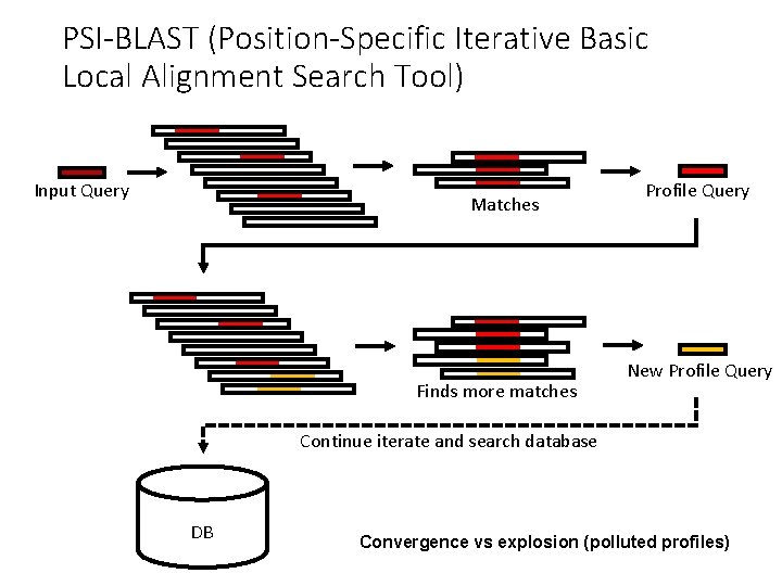 PSI-BLAST (Position-Specific Iterative Basic Local Alignment Search Tool) Input Query Matches Finds more matches