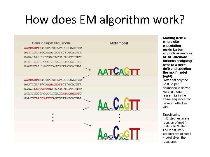 How does EM algorithm work? Starting from a single site, expectation maximization algorithms such