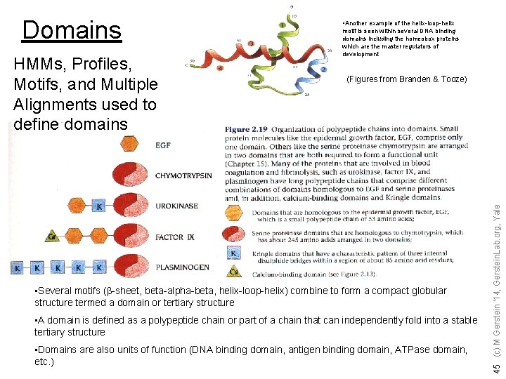 HMMs, Profiles, Motifs, and Multiple Alignments used to define domains motif is seen within