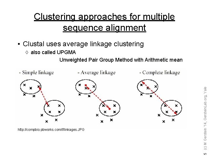 Clustering approaches for multiple sequence alignment • Clustal uses average linkage clustering http: //compbio.