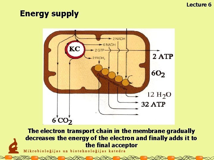 Lecture 6 Energy supply The electron transport chain in the membrane gradually decreases the