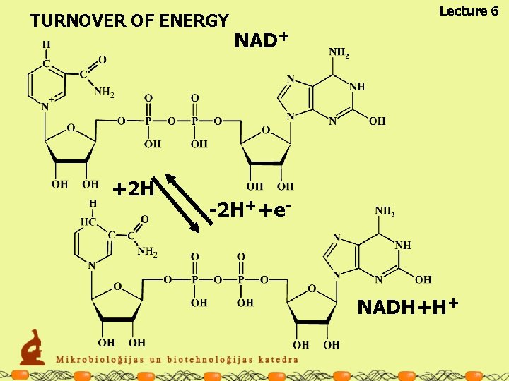 TURNOVER OF ENERGY +2 H Lecture 6 NAD+ -2 H++e- NADH+H+ 