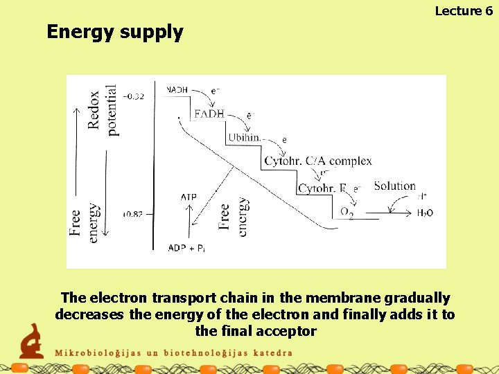 Lecture 6 Energy supply The electron transport chain in the membrane gradually decreases the