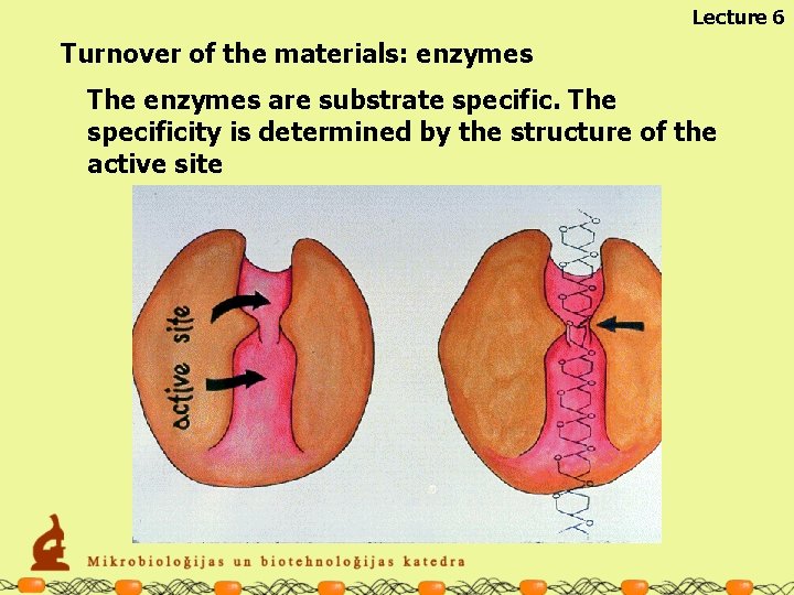 Lecture 6 Turnover of the materials: enzymes The enzymes are substrate specific. The specificity