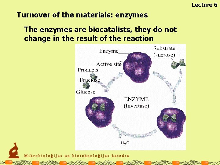 Lecture 6 Turnover of the materials: enzymes The enzymes are biocatalists, they do not