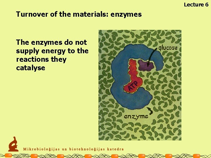 Lecture 6 Turnover of the materials: enzymes The enzymes do not supply energy to