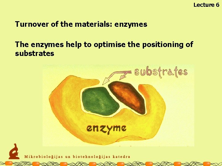 Lecture 6 Turnover of the materials: enzymes The enzymes help to optimise the positioning