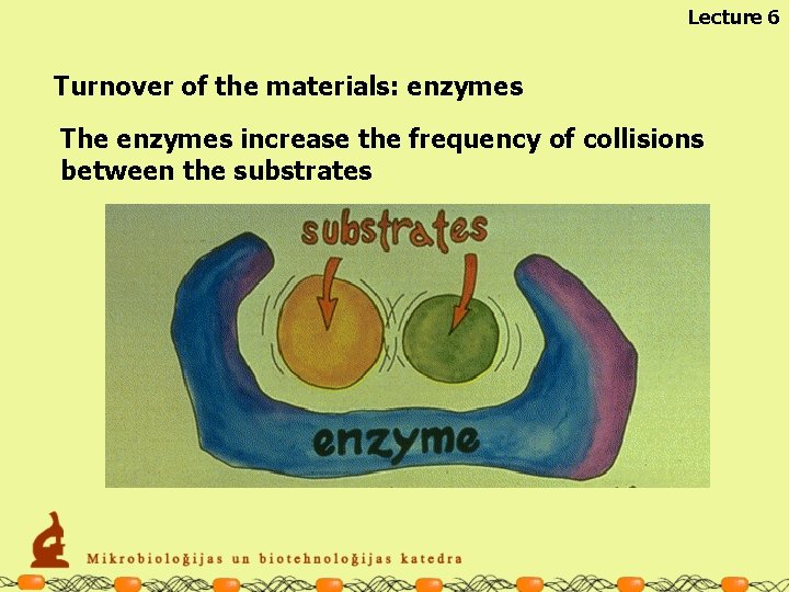 Lecture 6 Turnover of the materials: enzymes The enzymes increase the frequency of collisions