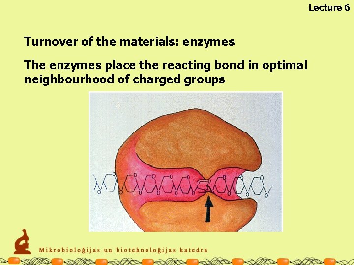 Lecture 6 Turnover of the materials: enzymes The enzymes place the reacting bond in