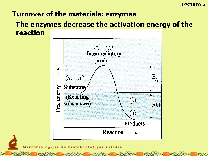 Lecture 6 Turnover of the materials: enzymes The enzymes decrease the activation energy of