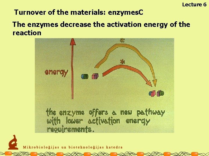 Lecture 6 Turnover of the materials: enzymes. C The enzymes decrease the activation energy