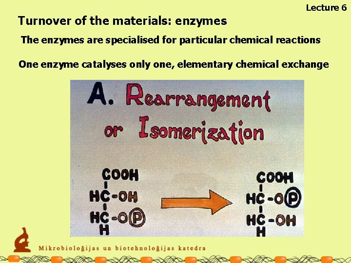 Lecture 6 Turnover of the materials: enzymes The enzymes are specialised for particular chemical