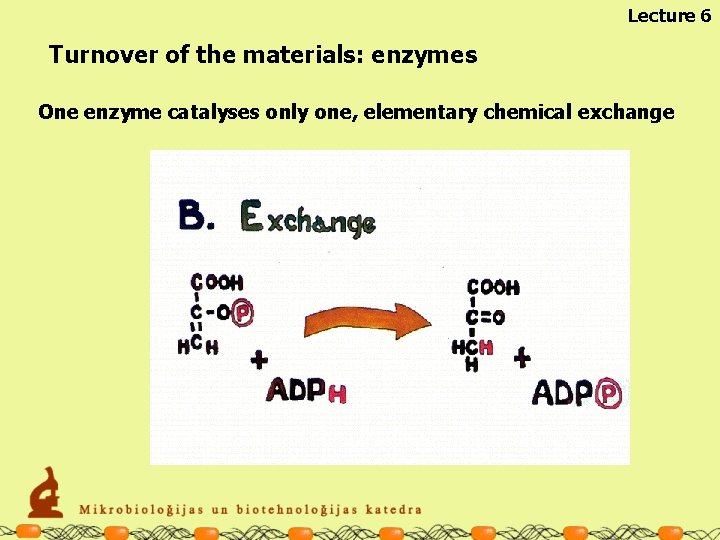Lecture 6 Turnover of the materials: enzymes One enzyme catalyses only one, elementary chemical