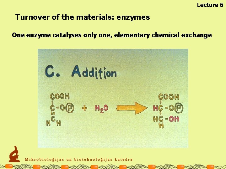 Lecture 6 Turnover of the materials: enzymes One enzyme catalyses only one, elementary chemical