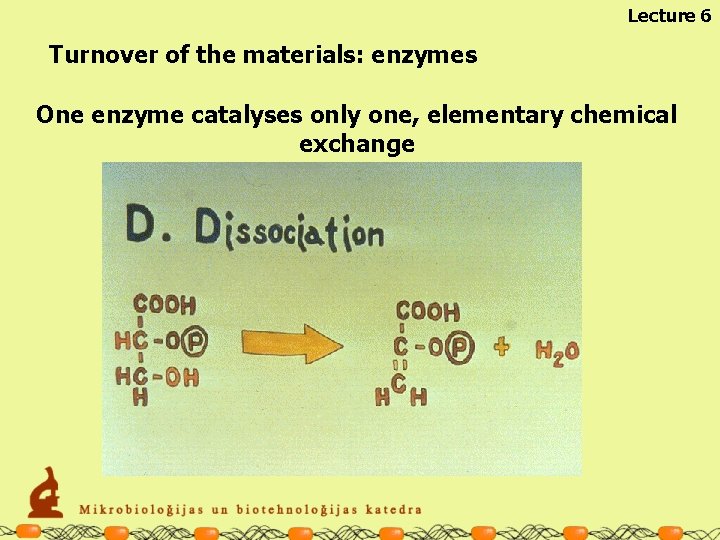 Lecture 6 Turnover of the materials: enzymes One enzyme catalyses only one, elementary chemical