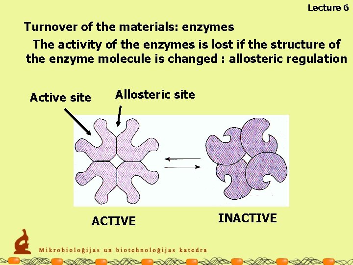 Lecture 6 Turnover of the materials: enzymes The activity of the enzymes is lost