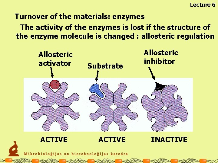 Lecture 6 Turnover of the materials: enzymes The activity of the enzymes is lost