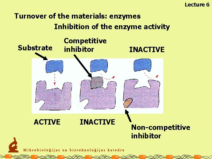 Lecture 6 Turnover of the materials: enzymes Inhibition of the enzyme activity Substrate ACTIVE