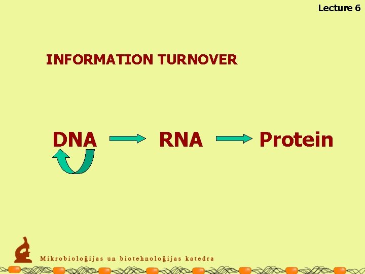 Lecture 6 INFORMATION TURNOVER DNA RNA Protein 