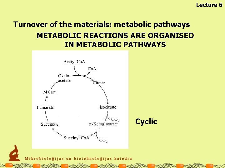Lecture 6 Turnover of the materials: metabolic pathways METABOLIC REACTIONS ARE ORGANISED IN METABOLIC