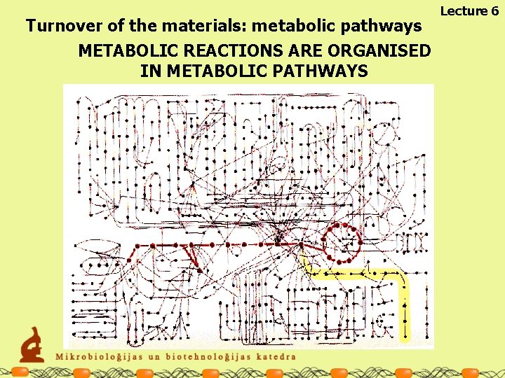 Turnover of the materials: metabolic pathways METABOLIC REACTIONS ARE ORGANISED IN METABOLIC PATHWAYS Lecture