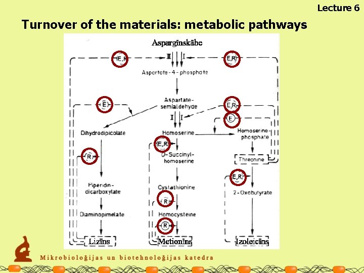 Lecture 6 Turnover of the materials: metabolic pathways 