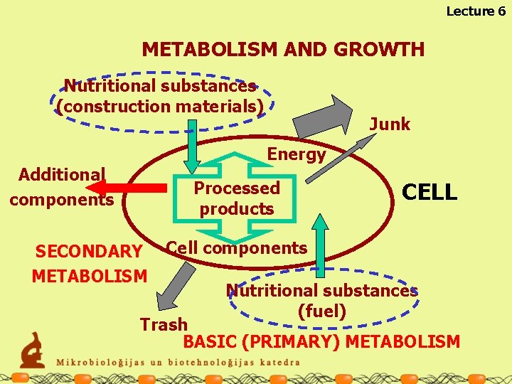 Lecture 6 METABOLISM AND GROWTH Nutritional substances (construction materials) Junk Energy Additional components Processed