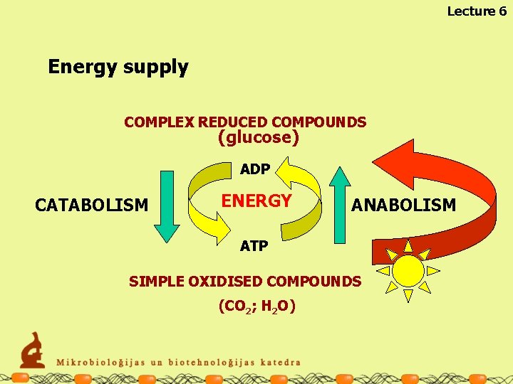 Lecture 6 Energy supply COMPLEX REDUCED COMPOUNDS (glucose) ADP CATABOLISM ENERGY ANABOLISM ATP SIMPLE