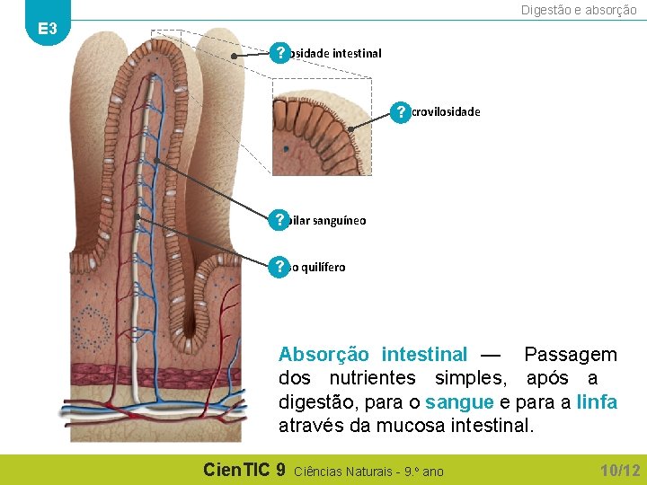 Digestão e absorção E 3 Vilosidade intestinal ? Microvilosidade ? Capilar sanguíneo ? Vaso