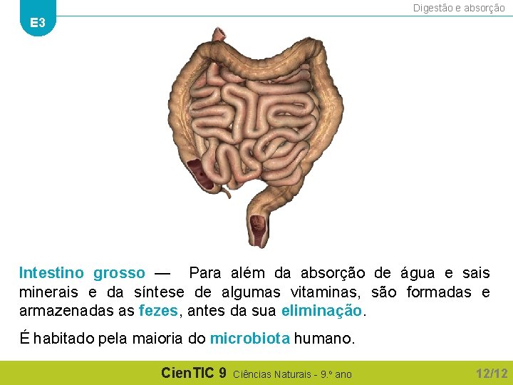 Digestão e absorção E 3 Intestino grosso — Para além da absorção de água