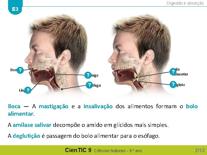 Digestão e absorção E 3 Dentes ? Língua ? Bolo Faringe ? Esófago ?