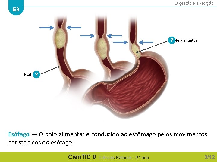 Digestão e absorção E 3 ? Bolo alimentar Esófago ? Esófago — O bolo