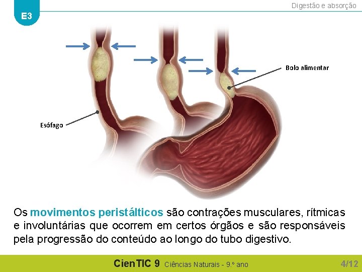 Digestão e absorção E 3 Bolo alimentar Esófago Os movimentos peristálticos são contrações musculares,