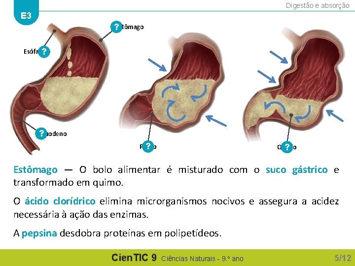 Digestão e absorção E 3 ? Estômago Esófago ? ? Duodeno Piloro ? Quimo