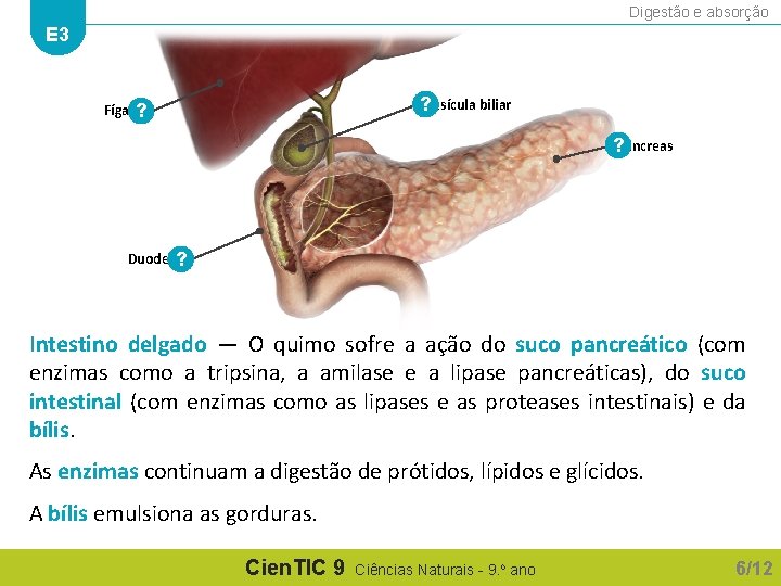 Digestão e absorção E 3 ? Vesícula biliar Fígado ? ? Pâncreas Duodeno ?