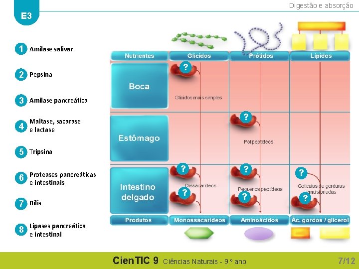 Digestão e absorção E 3 1 Amilase salivar 2 Pepsina 3 Amilase pancreática 4