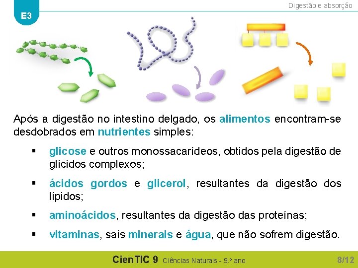 Digestão e absorção E 3 Após a digestão no intestino delgado, os alimentos encontram-se