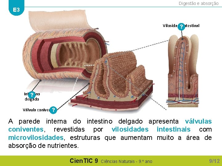 Digestão e absorção E 3 Vilosidade? intestinal Intestino ? delgado Válvula conivente ? A