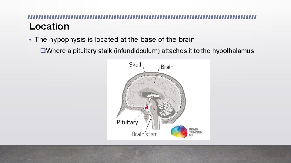 Location • The hypophysis is located at the base of the brain q. Where